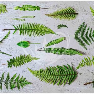 Stony Fern A1 Posh Chalk Deluxe Decoupage from The House of Mendes