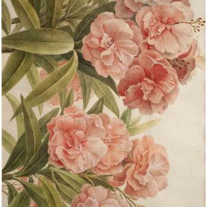 Muller's Peonies A1 Posh Chalk Deluxe Decoupage